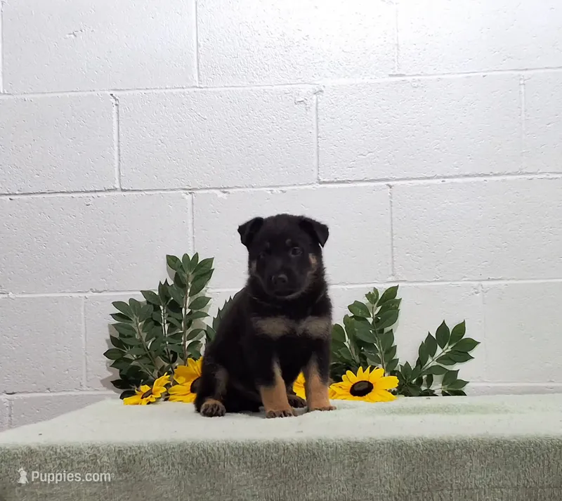 Hero – German Shepherd Dog puppy for sale in Fresno, OH