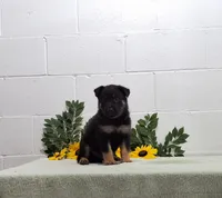 Hero, a male German Shepherd Dog for sale in Fresno, OH – 1 of 3