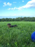 Melony, a female Miniature Dachshund for sale in Fresno, OH – 3 of 10