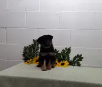 Boomer, a male German Shepherd Dog for sale in Fresno, OH – 3 of 3