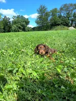 Bella, a female Miniature Dachshund for sale in Fresno, OH – 6 of 10
