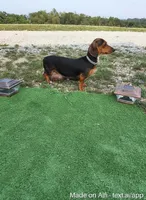 Travis, a male Miniature Dachshund for sale in Fresno, OH – 9 of 9