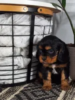 Austin, a male Cavalier King Charles Spaniel for sale in Fresno, OH – Photo 1 of 10