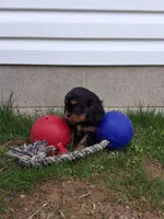 Austin, a male Cavalier King Charles Spaniel for sale in Fresno, OH – Photo 4 of 10