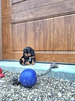 Austin, a male Cavalier King Charles Spaniel for sale in Fresno, OH – Photo 5 of 10