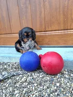 Austin, a male Cavalier King Charles Spaniel for sale in Fresno, OH – Photo 3 of 10