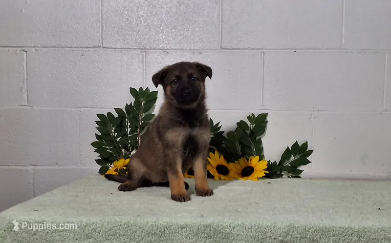 Daisy – German Shepherd Dog puppy for sale in Fresno, OH