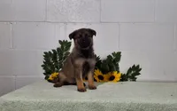 Daisy, a female German Shepherd Dog for sale in Fresno, OH – 1 of 3