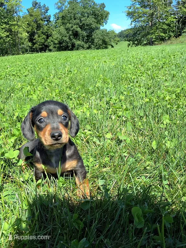 Tanner  – Miniature Dachshund puppy for sale in Fresno, OH