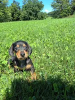 Tanner , a male Miniature Dachshund for sale in Fresno, OH – 1 of 10
