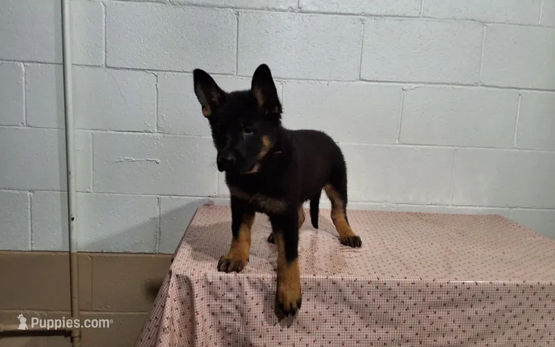 Boomer – German Shepherd Dog puppy for sale in Fresno, OH
