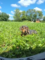 Melony, a female Miniature Dachshund for sale in Fresno, OH – 6 of 10