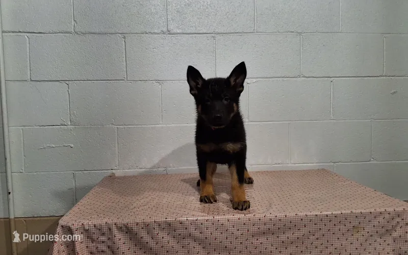 Darling – German Shepherd Dog puppy for sale in Fresno, OH