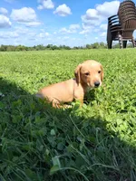 Travis, a male Miniature Dachshund for sale in Fresno, OH – 4 of 9