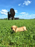 Travis, a male Miniature Dachshund for sale in Fresno, OH – 3 of 9