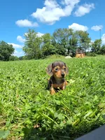 Melony, a female Miniature Dachshund for sale in Fresno, OH – 2 of 10