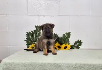 Daisy, a female German Shepherd Dog for sale in Fresno, OH – 2 of 3