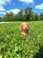 Trisha , a female Miniature Dachshund for sale in Fresno, OH – 4 of 10