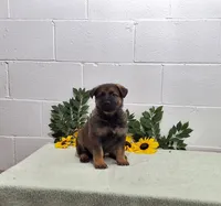Scoopy, a male German Shepherd Dog for sale in Fresno, OH – 3 of 3