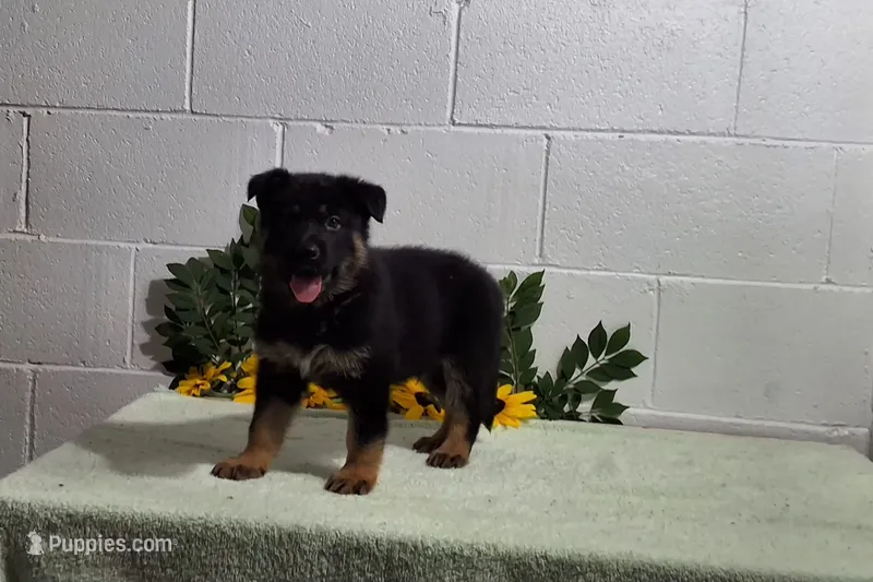 Hunter – German Shepherd Dog puppy for sale in Fresno, OH