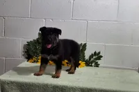 Hunter, a male German Shepherd Dog for sale in Fresno, OH – 1 of 3