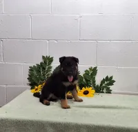 Hero, a male German Shepherd Dog for sale in Fresno, OH – 2 of 3