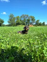 Tanner , a male Miniature Dachshund for sale in Fresno, OH – 2 of 10