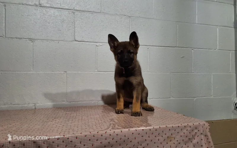 Daisy – German Shepherd Dog puppy for sale in Fresno, OH