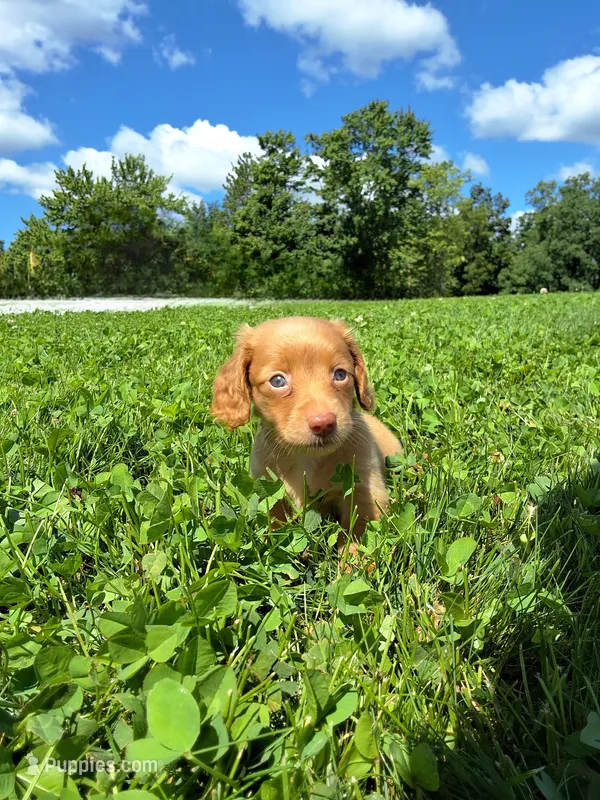 Trisha  – Miniature Dachshund puppy for sale in Fresno, OH