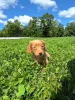 Trisha , a female Miniature Dachshund for sale in Fresno, OH – 1 of 10