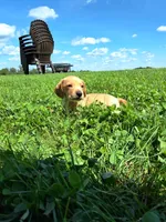 Travis, a male Miniature Dachshund for sale in Fresno, OH – 6 of 9