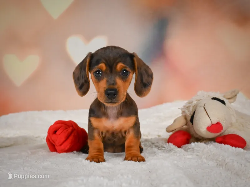 Melony – Miniature Dachshund puppy for sale in Fresno, OH
