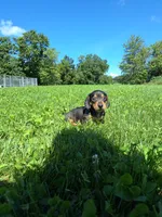 Tanner , a male Miniature Dachshund for sale in Fresno, OH – 4 of 10