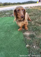 Bella, a female Miniature Dachshund for sale in Fresno, OH – 8 of 10