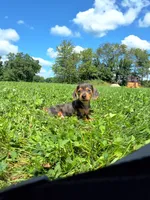 Melony, a female Miniature Dachshund for sale in Fresno, OH – 5 of 10