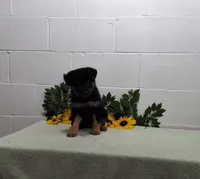 Boomer, a male German Shepherd Dog for sale in Fresno, OH – 2 of 3