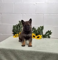 Sweetheart , a female German Shepherd Dog for sale in Fresno, OH – 2 of 3