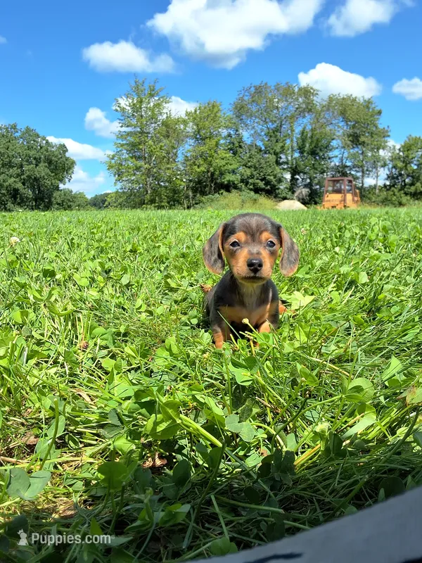 Melony – Miniature Dachshund puppy for sale in Fresno, OH