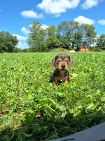 Melony, a female Miniature Dachshund for sale in Fresno, OH – 1 of 10