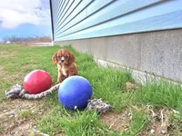 Asher, a male Cavalier King Charles Spaniel for sale in Fresno, OH – Photo 5 of 10