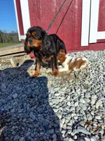 Asher, a male Cavalier King Charles Spaniel for sale in Fresno, OH – Photo 8 of 10