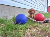 Asher, a male Cavalier King Charles Spaniel for sale in Fresno, OH – Photo 4 of 10