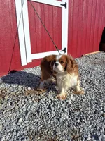 Asher, a male Cavalier King Charles Spaniel for sale in Fresno, OH – Photo 7 of 10