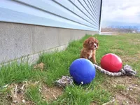 Asher, a male Cavalier King Charles Spaniel for sale in Fresno, OH – Photo 3 of 10