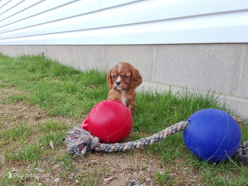 Asher – Cavalier King Charles Spaniel puppy for sale in Fresno, OH