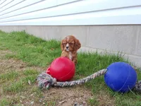 Asher, a male Cavalier King Charles Spaniel for sale in Fresno, OH – Photo 1 of 10