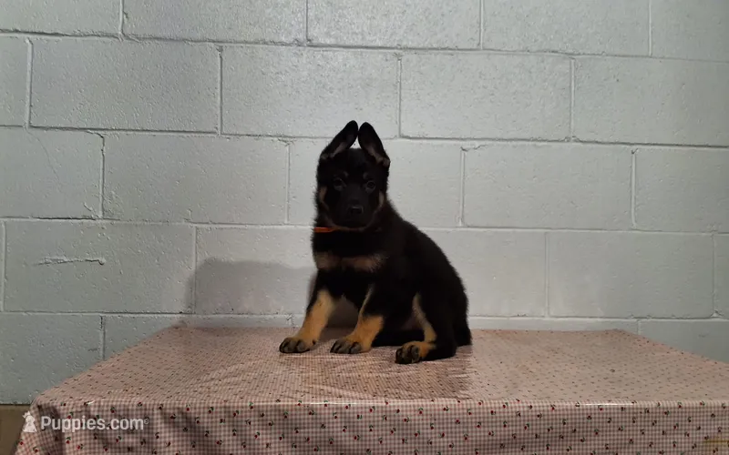 Hero – German Shepherd Dog puppy for sale in Fresno, OH
