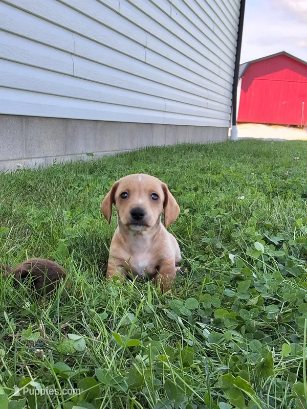 Travis – Miniature Dachshund puppy for sale in Fresno, OH