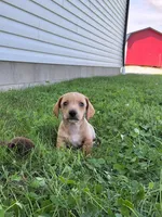 Travis, a male Miniature Dachshund for sale in Fresno, OH – 1 of 9