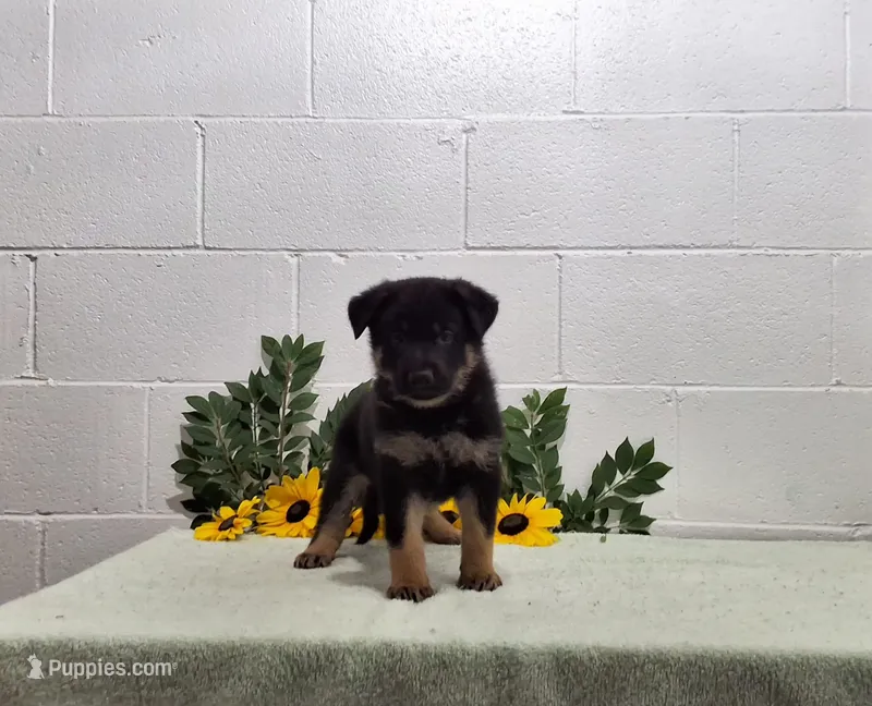 Boomer – German Shepherd Dog puppy for sale in Fresno, OH
